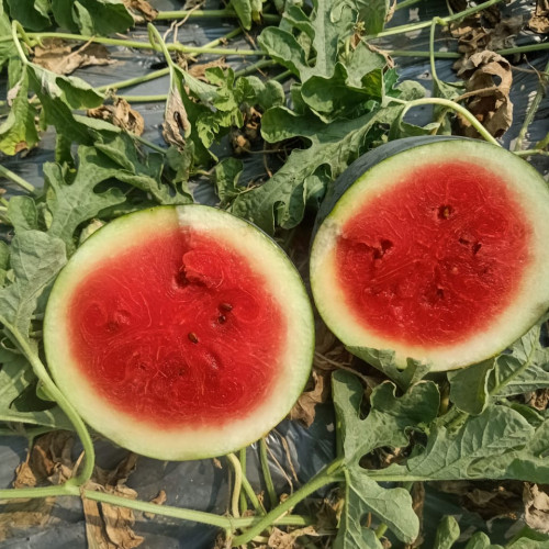 WATAERMELON